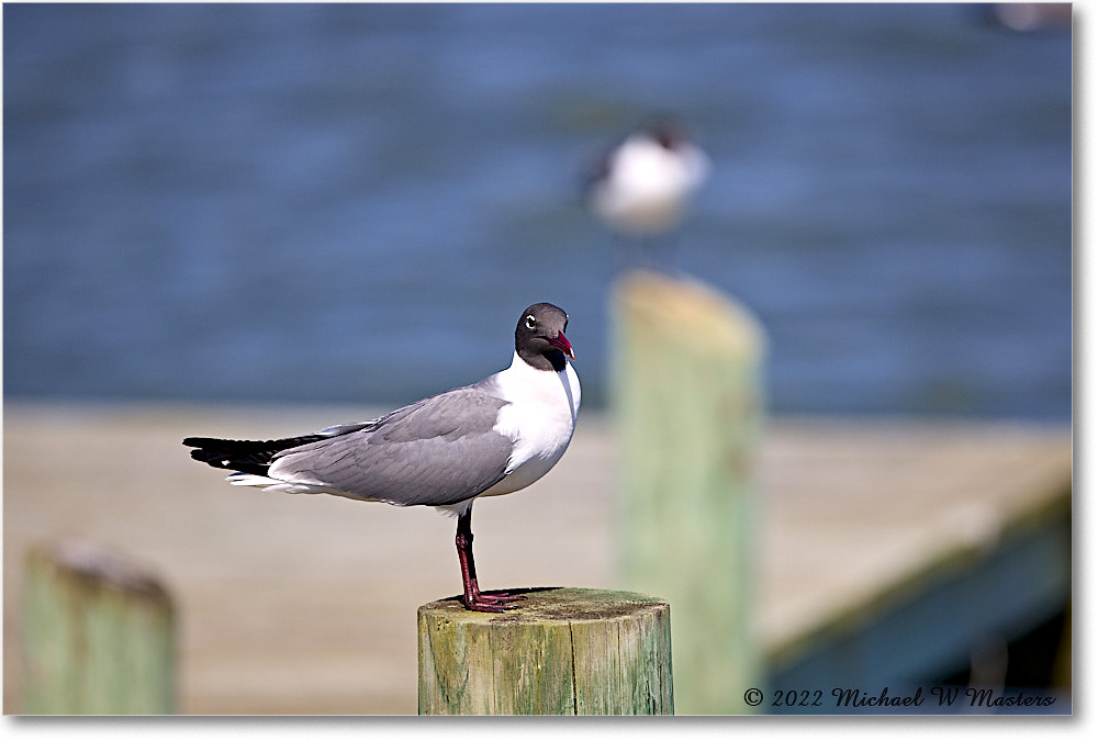 LaughingGull_Chincoteague_2022Jun_R5A06003 copy