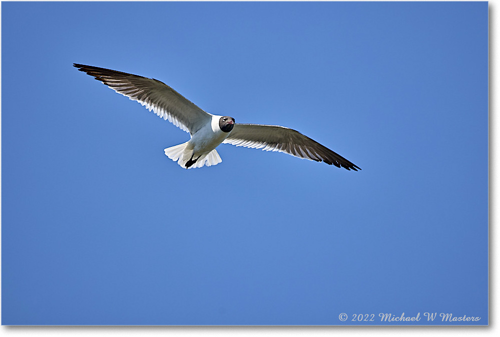 LaughingGull_Chincoteague_2022Jun_R5A06035 copy