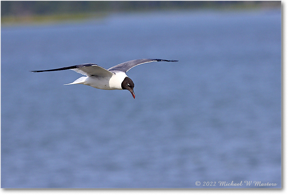 LaughingGull_Chincoteague_2022Jun_R5A06329 copy