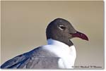 LaughingGull_Assateague_2022Jun_R5A08679 copy
