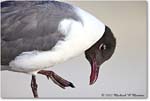 LaughingGull_Assateague_2022Jun_R5A08706 copy