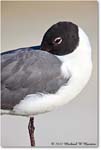 LaughingGull_Assateague_2022Jun_R5A08730 copy