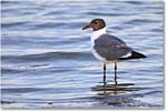 LaughingGull_Assateague_2022Jun_R5A09596 copy