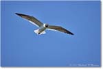 LaughingGull_Chincoteague_2022Jun_R5A06035 copy