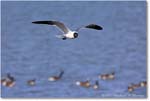 LaughingGull_Chincoteague_2022Jun_R5A06248 copy