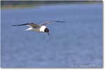 LaughingGull_Chincoteague_2022Jun_R5A06329 copy