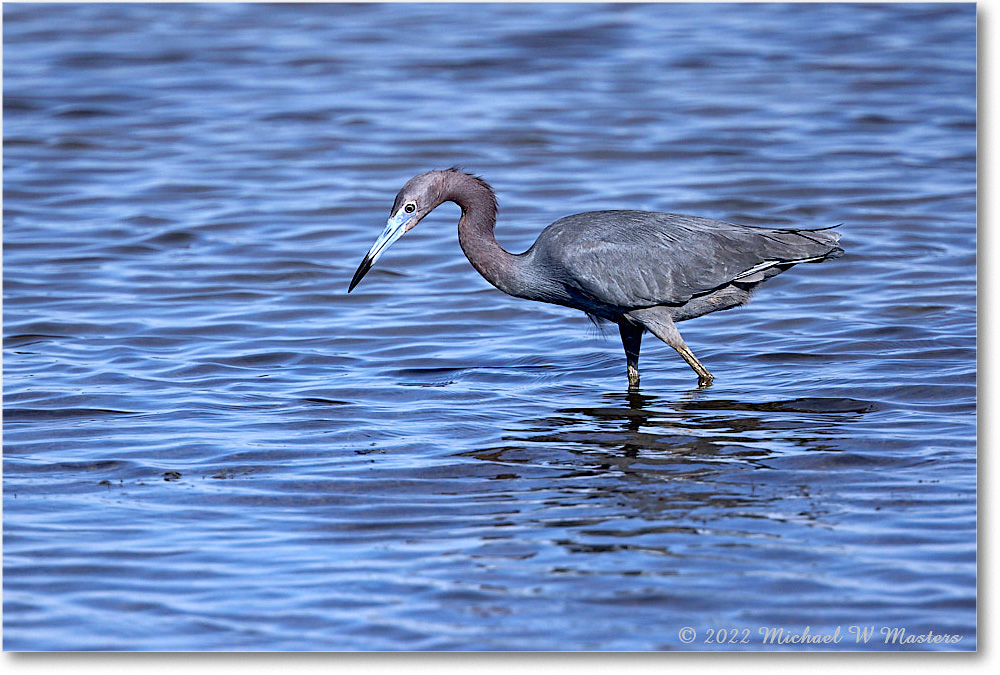 LittleBlueHeron_ChincoNWR_2022Jun_R5A09084 copy