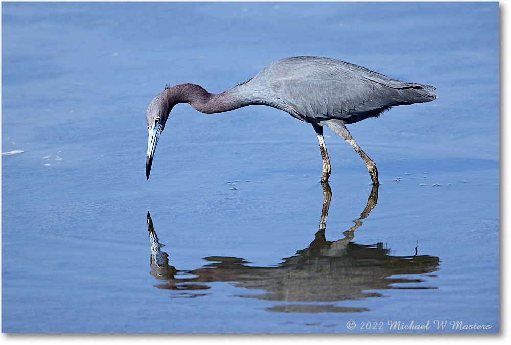 LittleBlueHeron_ChincoNWR_2022Jun_R5A09384 copy