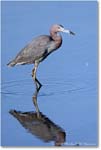 LittleBlueHeron_ChincoNWR_2022Jun_R5A08831 copy
