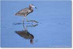 LittleBlueHeron_ChincoNWR_2022Jun_R5A08854 copy