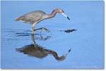 LittleBlueHeron_ChincoNWR_2022Jun_R5A08890 copy