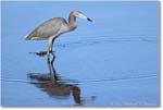 LittleBlueHeron_ChincoNWR_2022Jun_R5A08925 copy