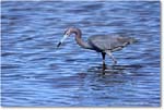 LittleBlueHeron_ChincoNWR_2022Jun_R5A09084 copy