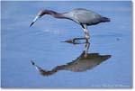 LittleBlueHeron_ChincoNWR_2022Jun_R5A09388 copy