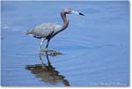 LittleBlueHeron_ChincoNWR_2022Jun_R5A09399 copy