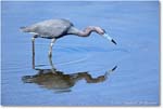 LittleBlueHeron_ChincoNWR_2022Jun_R5A09406 copy