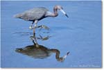 LittleBlueHeron_ChincoNWR_2022Jun_R5A09422 copy