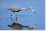LittleBlueHeron_ChincoNWR_2022Jun_R5A09428 copy