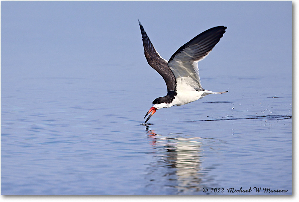 BlackSkimmer_Assateague_2022Jun_R5A09173 copy