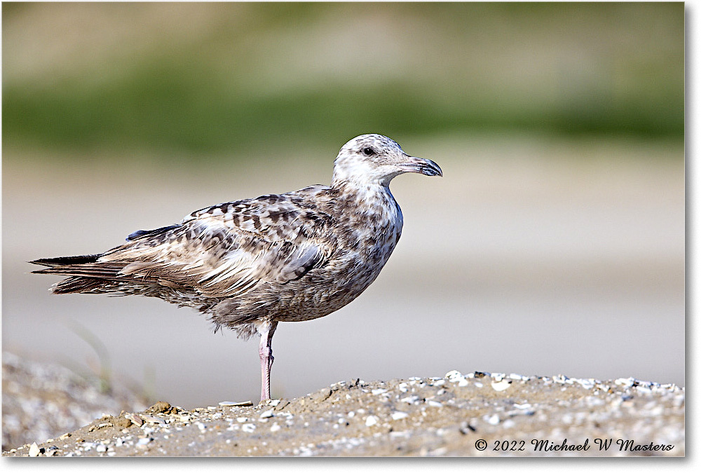 BlackbackGull_Assateague_2022Jun_R5A07993 copy
