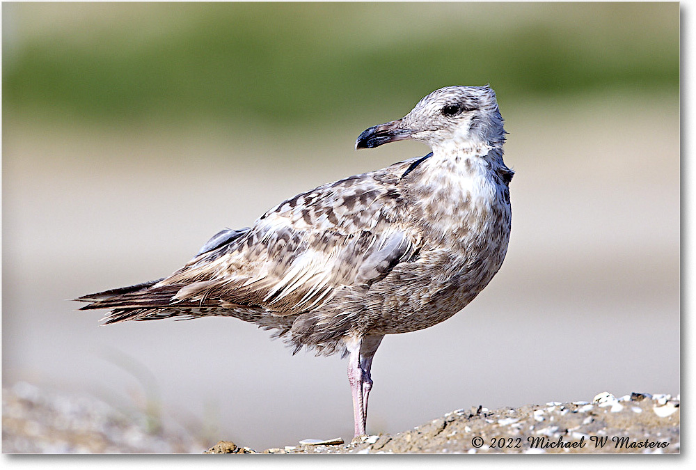 BlackbackGull_Assateague_2022Jun_R5A08014 copy