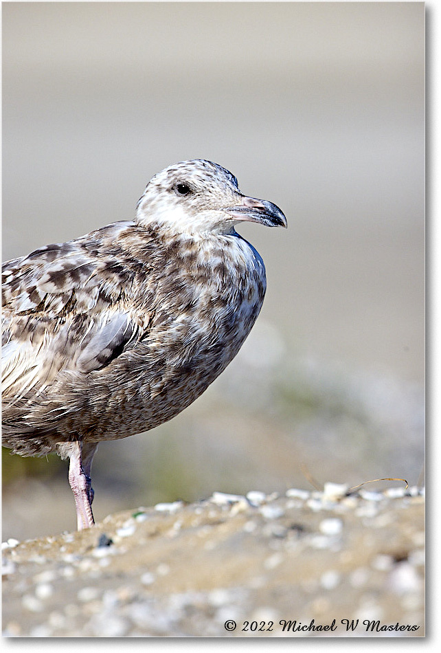 BlackbackGull_Assateague_2022Jun_R5A08076 copy