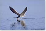 BlackSkimmer_Assateague_2022Jun_R5A09174 copy