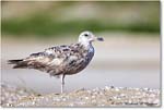 BlackbackGull_Assateague_2022Jun_R5A07993 copy