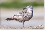 BlackbackGull_Assateague_2022Jun_R5A08014 copy