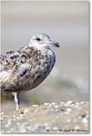 BlackbackGull_Assateague_2022Jun_R5A08076 copy