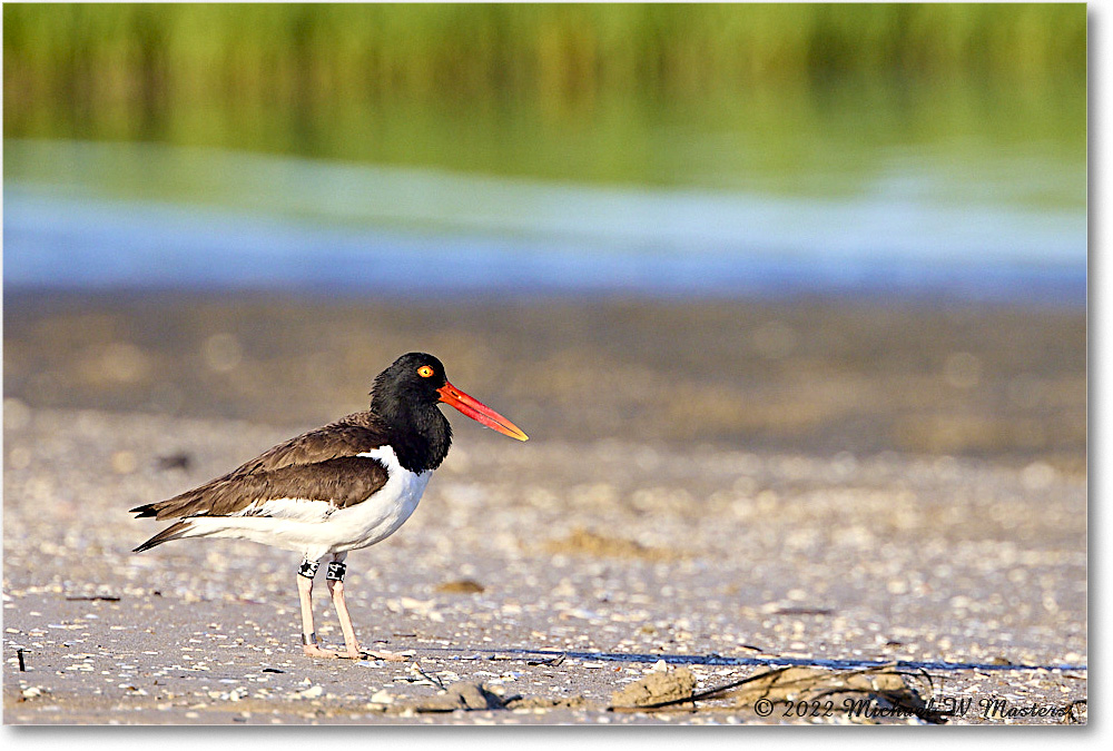 Oystercatcher_Assateague_2022Jun_R5A05671 copy