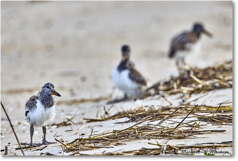 Oystercatcher_Assateague_2022Jun_R5A06566 copy