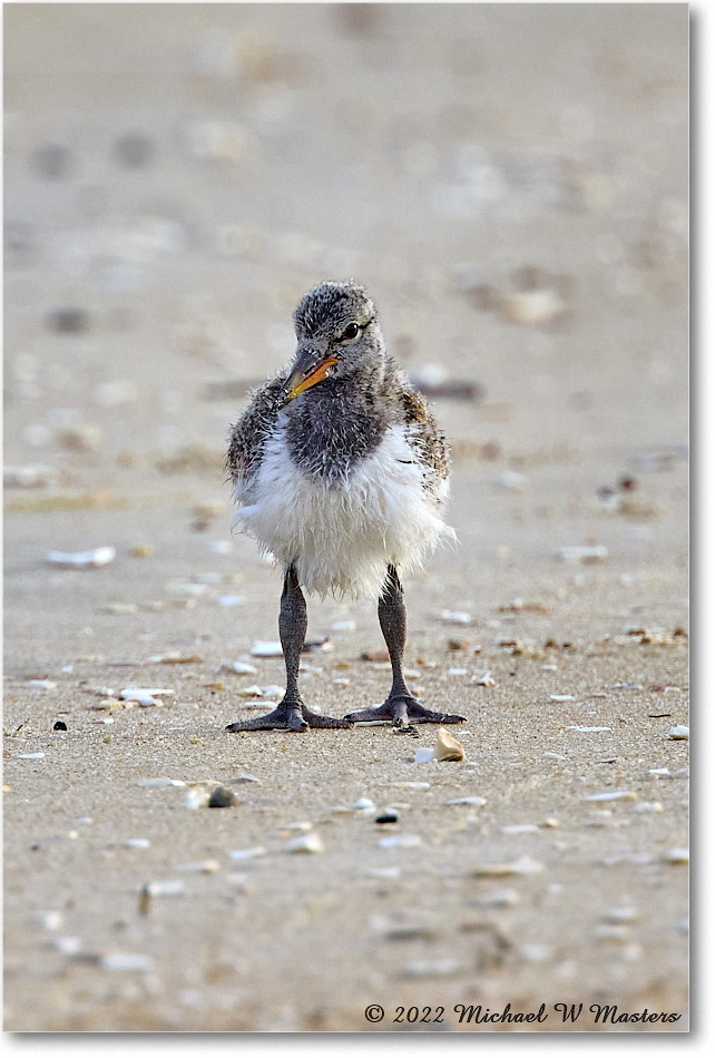 Oystercatcher_Assateague_2022Jun_R5A06670 copy