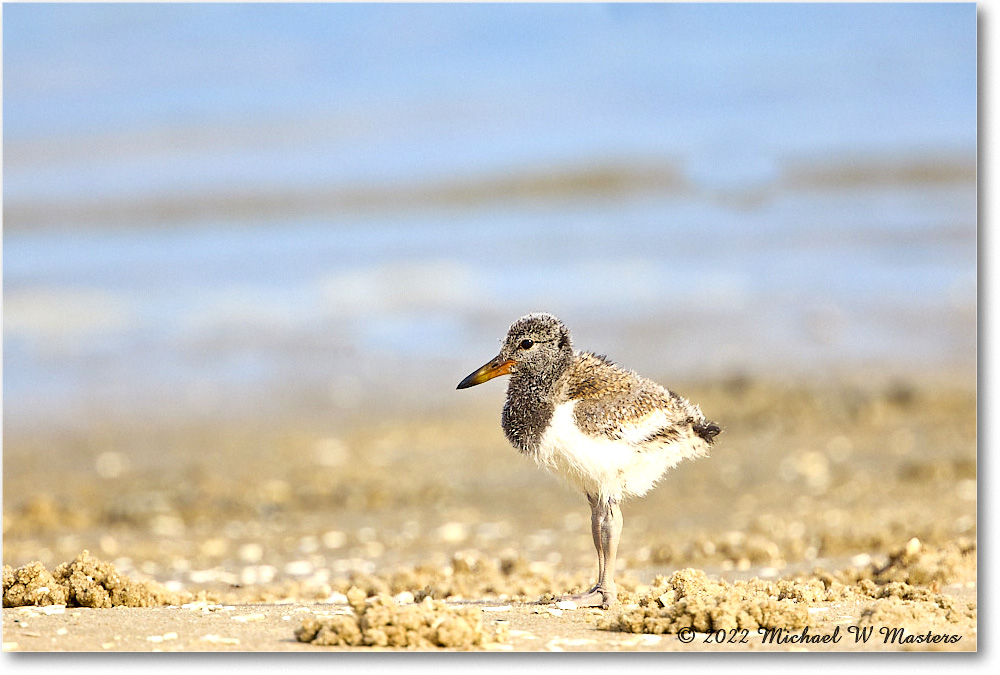 Oystercatcher_Assateague_2022Jun_R5A06996 copy