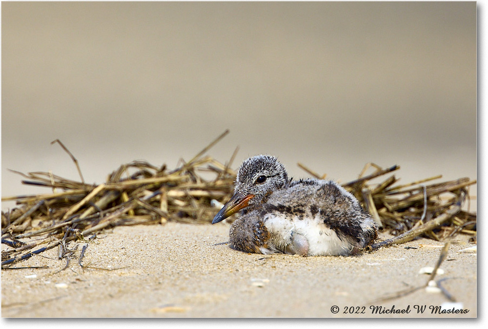 Oystercatcher_Assateague_2022Jun_R5A07226 copy
