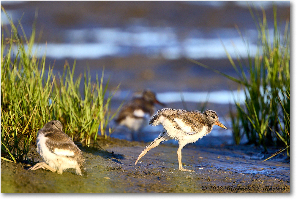 Oystercatcher_Assateague_2022Jun_R5A07912 copy
