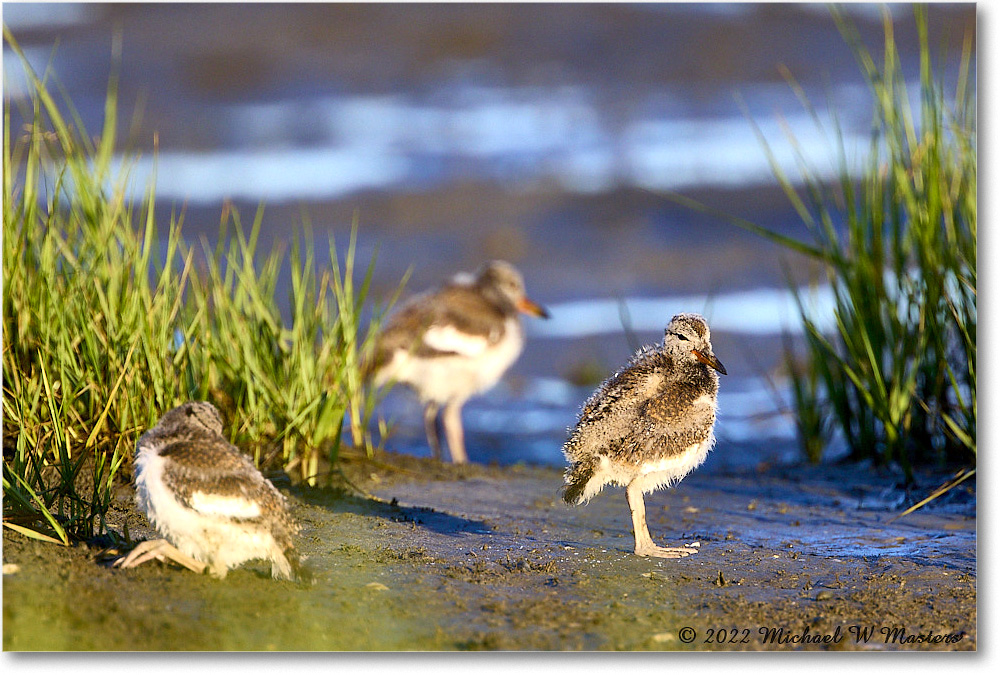 Oystercatcher_Assateague_2022Jun_R5A07938 copy