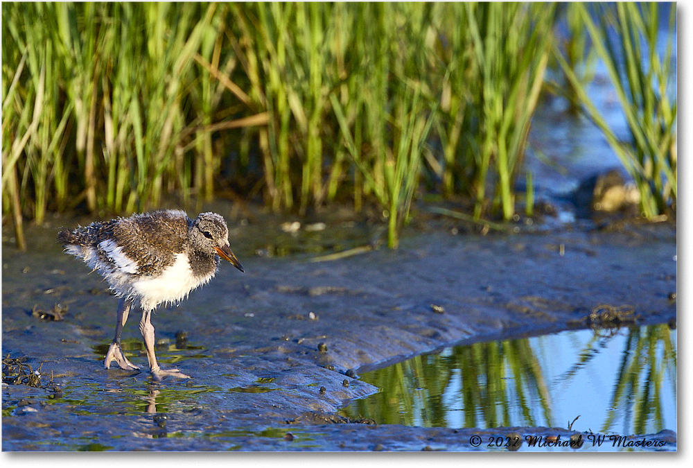 Oystercatcher_Assateague_2022Jun_R5A08343 copy