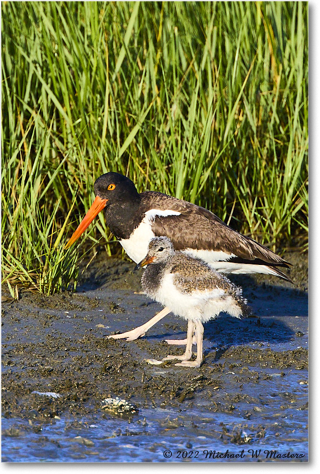 Oystercatcher_Assateague_2022Jun_R5A08489 copy
