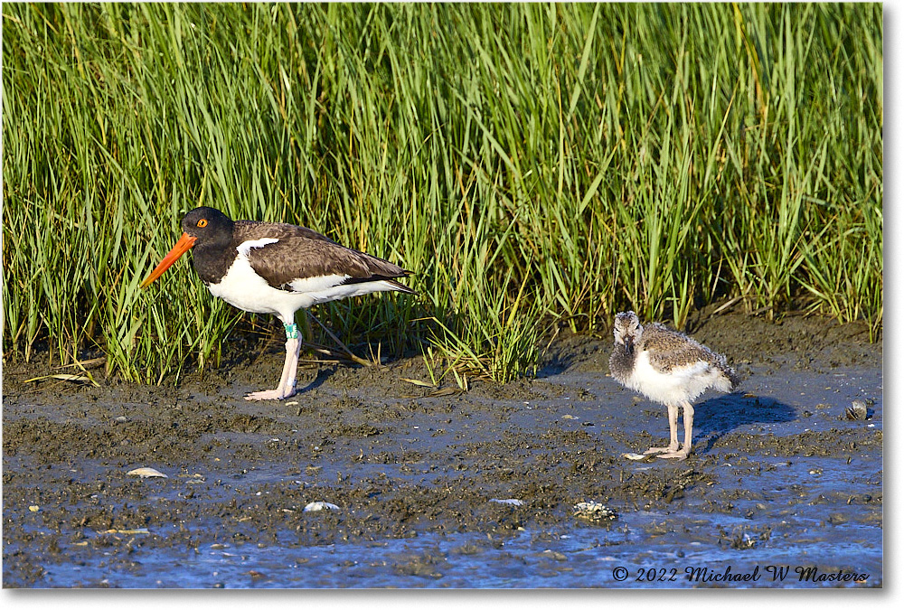 Oystercatcher_Assateague_2022Jun_R5A08493 copy