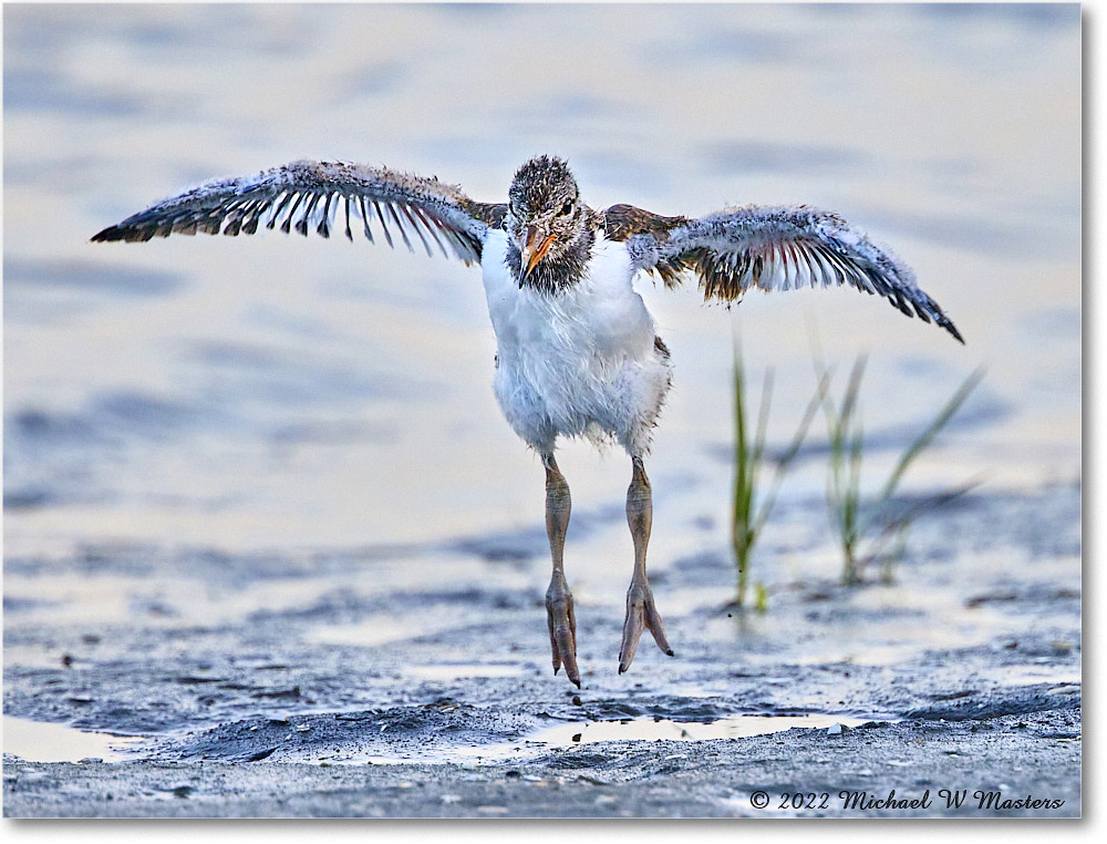 Oystercatcher_Assateague_2022Jun_R5A10370 copy