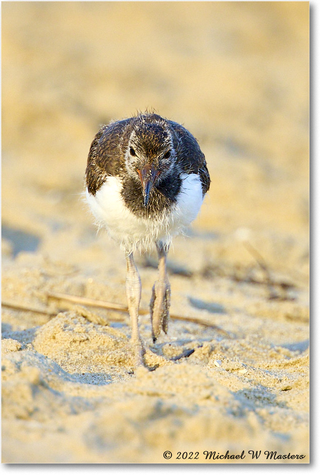 Oystercatcher_Assateague_2022Jun_R5A10807 copy