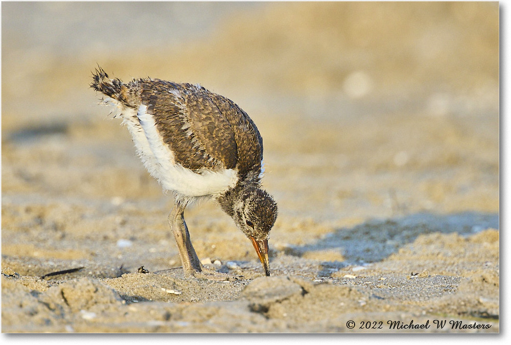 Oystercatcher_Assateague_2022Jun_R5A10816 copy