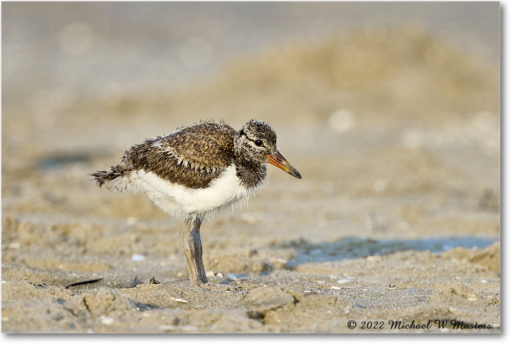 Oystercatcher_Assateague_2022Jun_R5A10835 copy