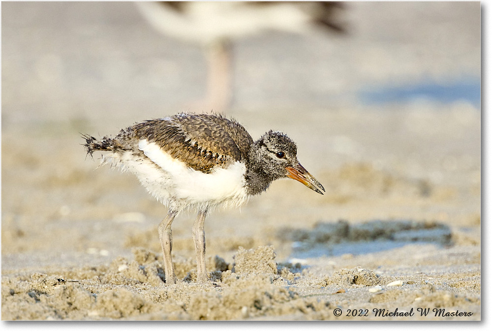 Oystercatcher_Assateague_2022Jun_R5A10882 copy