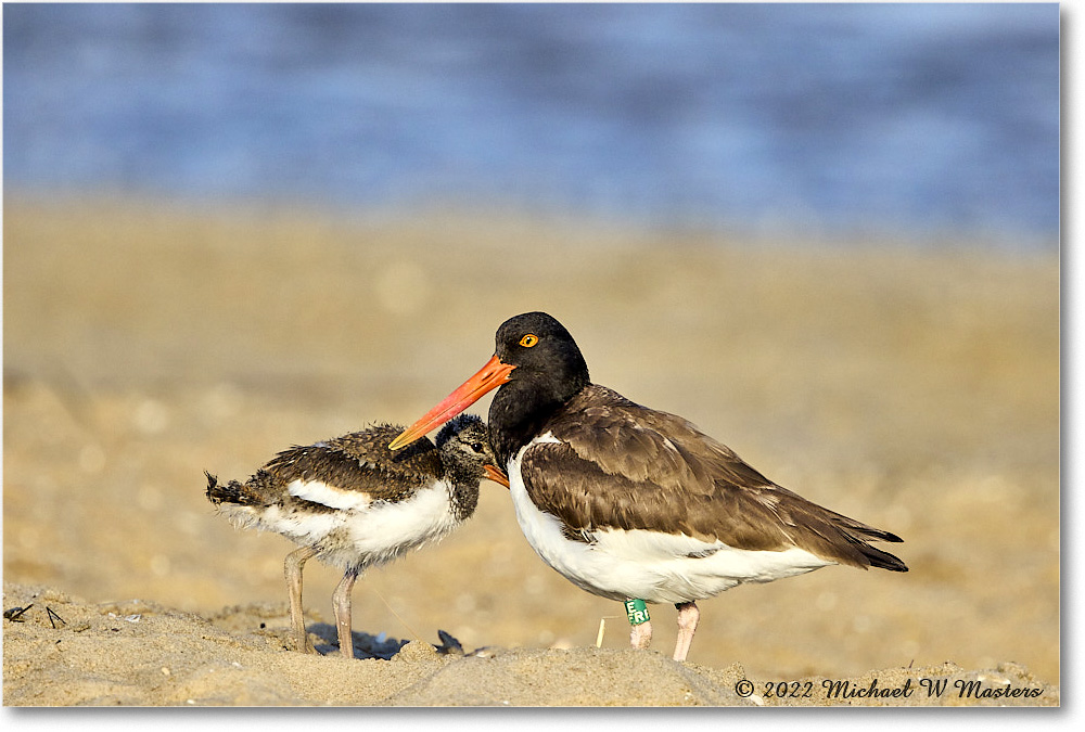 Oystercatcher_Assateague_2022Jun_R5A10989 copy