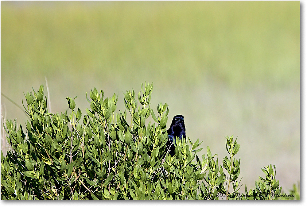 BoattailGrackle_ChincoNWR_2022Jun_R5A07961 copy
