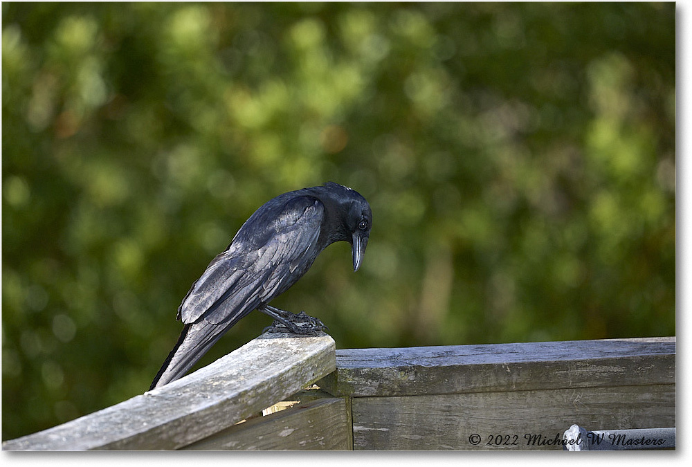 Crow_Chincoteague_2022Jun_5DA03489 copy