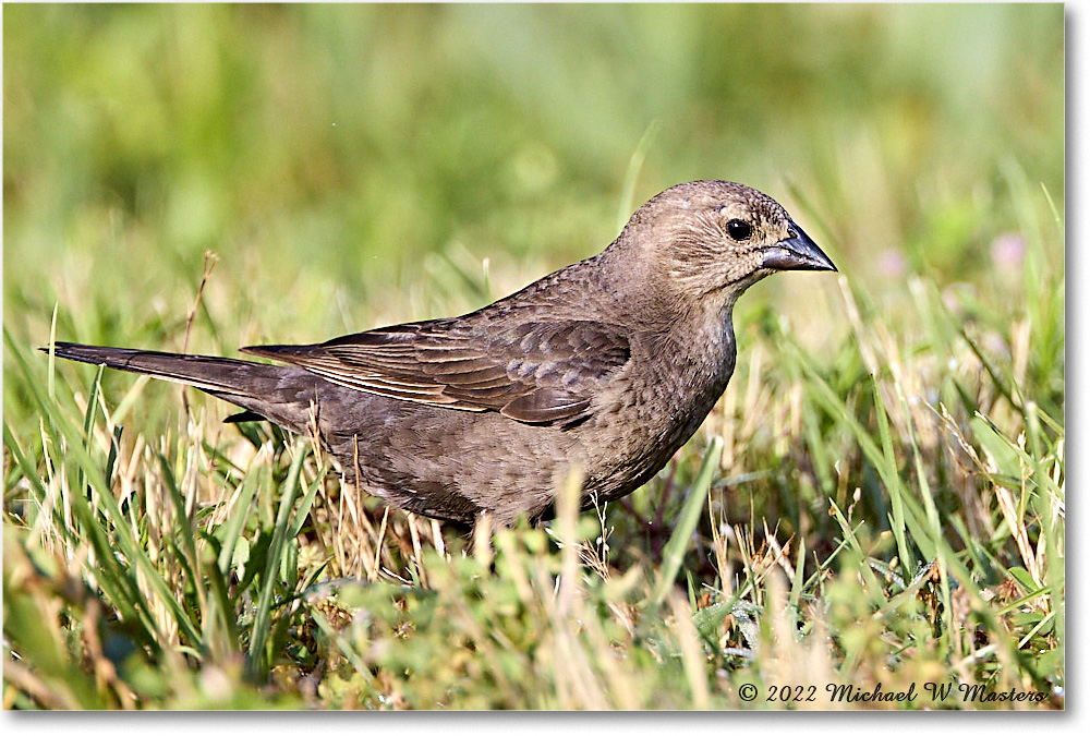 RedwingBlackbird_ChincoNWR_2022Jun_R5A09875 copy