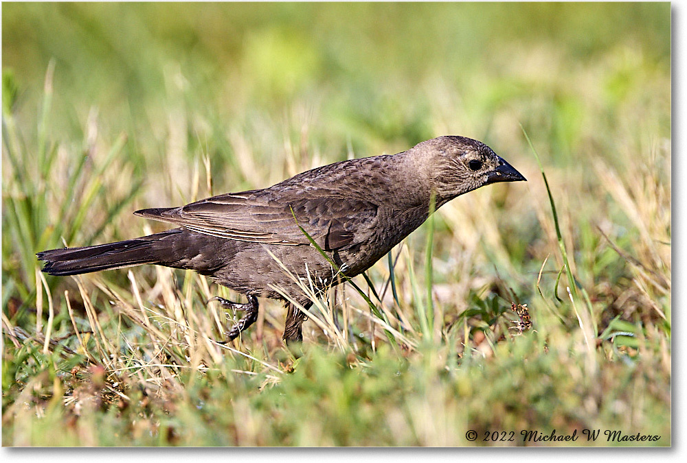 RedwingBlackbird_ChincoNWR_2022Jun_R5A09878 copy